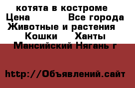 котята в костроме › Цена ­ 2 000 - Все города Животные и растения » Кошки   . Ханты-Мансийский,Нягань г.